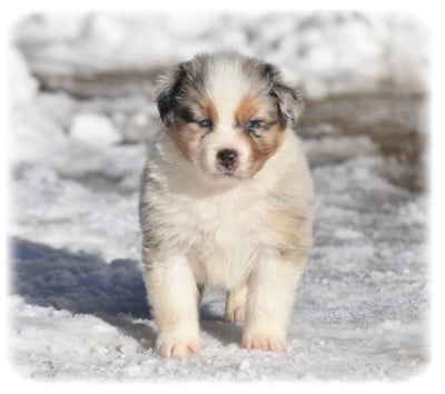 Les chiots de Berger Australien
