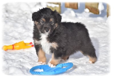 Les chiots de Berger Australien
