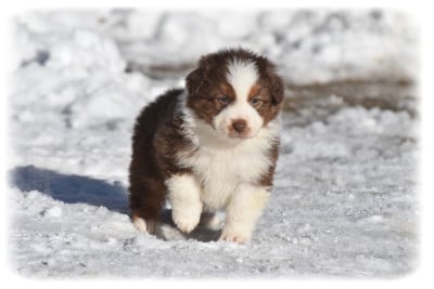 Les chiots de Berger Australien