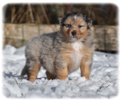 Les chiots de Berger Australien