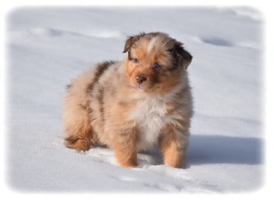 Les chiots de Berger Australien