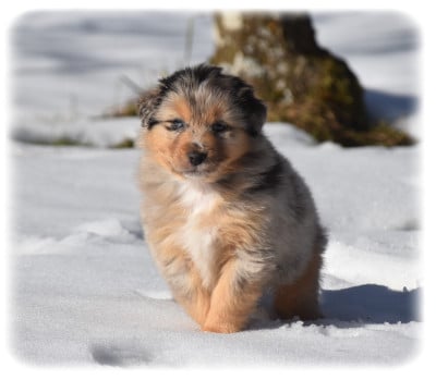 Les chiots de Berger Australien