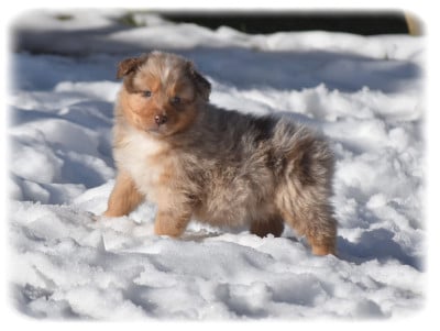Les chiots de Berger Australien