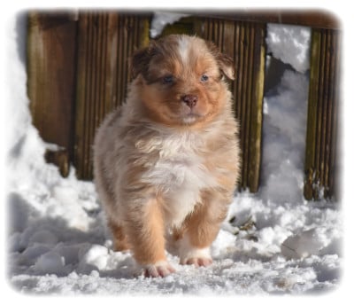 Les chiots de Berger Australien