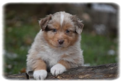 Les chiots de Berger Australien