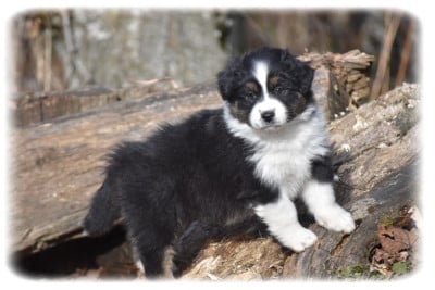 Les chiots de Berger Australien