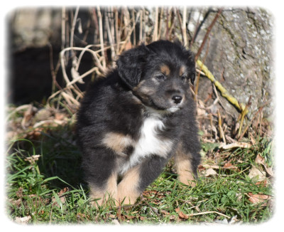 Les chiots de Berger Australien