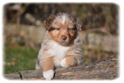 Les chiots de Berger Australien