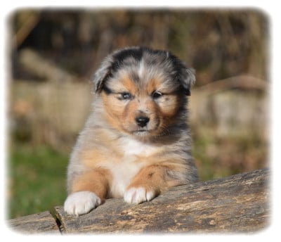 Les chiots de Berger Australien