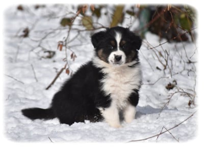 Les chiots de Berger Australien