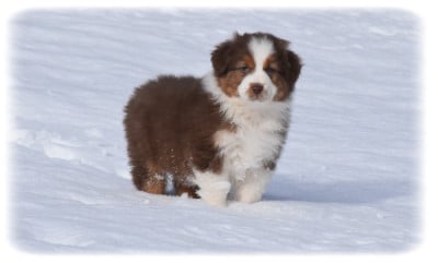 Les chiots de Berger Australien