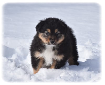 Les chiots de Berger Australien