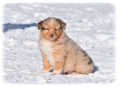 Les chiots de Berger Australien