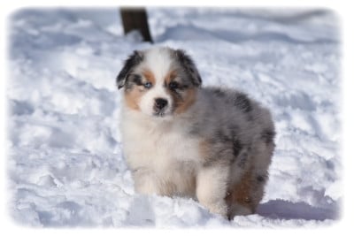 Les chiots de Berger Australien