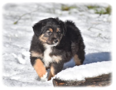 Les chiots de Berger Australien