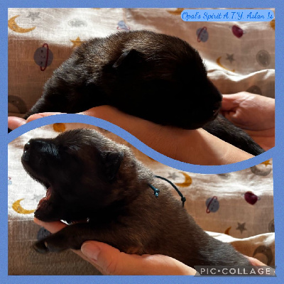 Les chiots de Eurasier