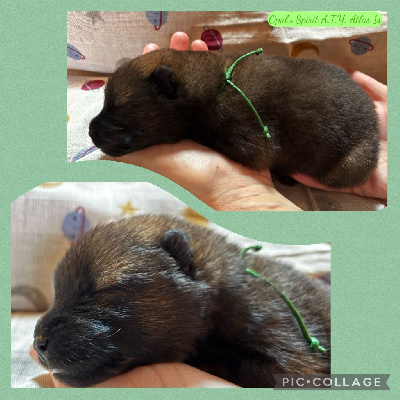 Les chiots de Eurasier