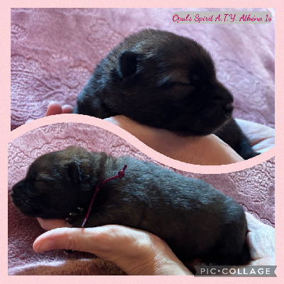 Les chiots de Eurasier