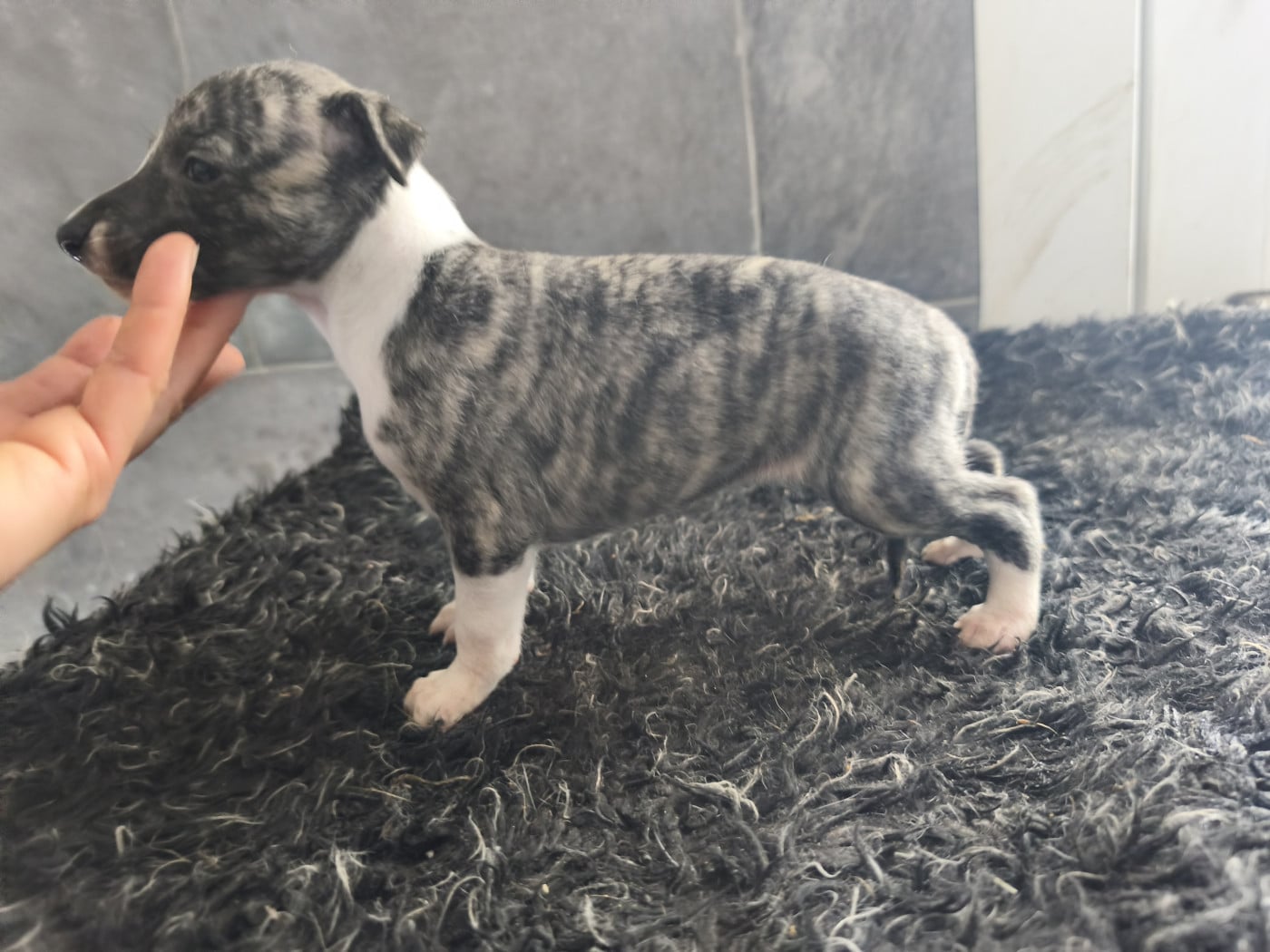 Apyay Astheines OCoC