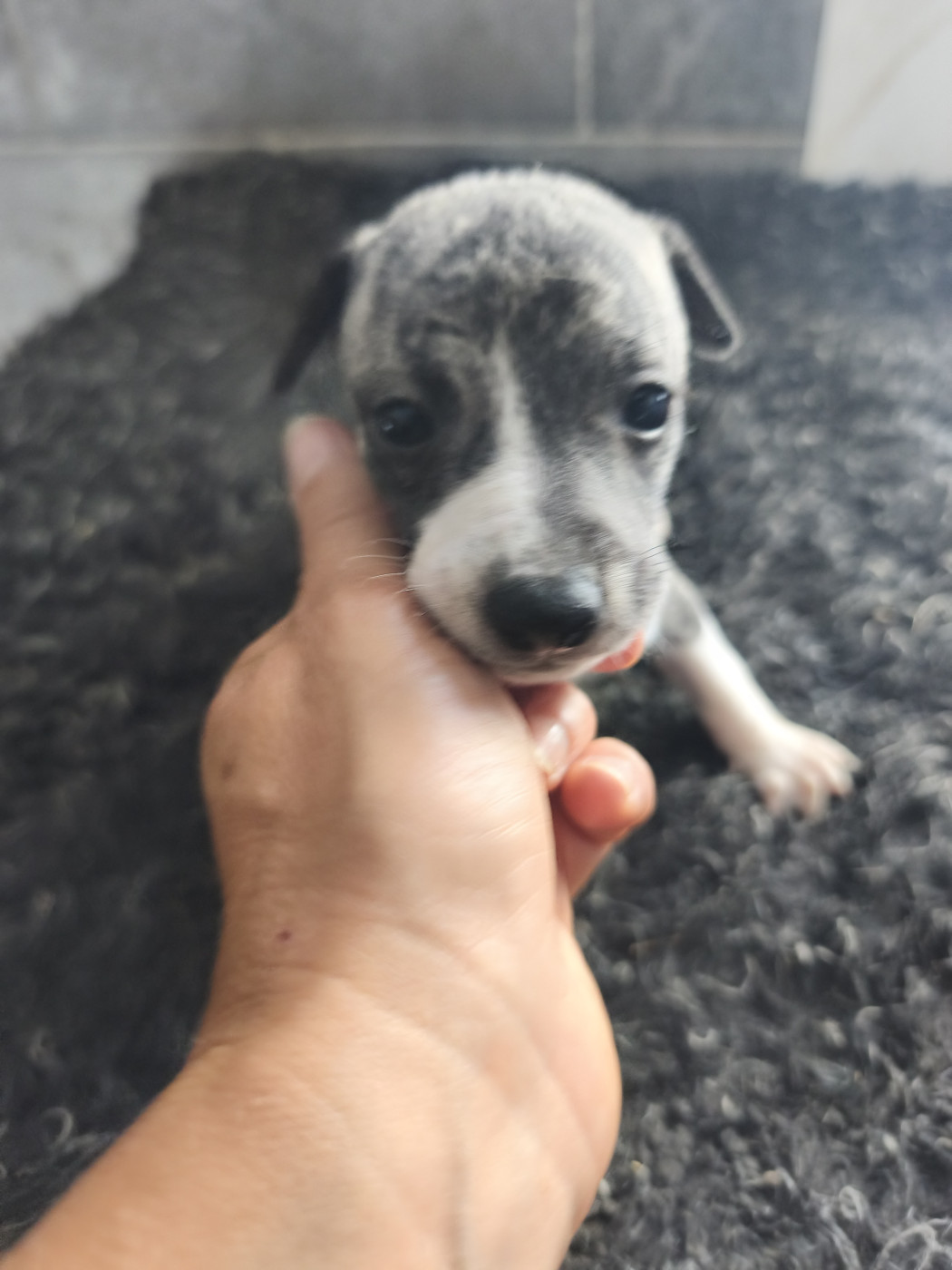 Apyay Astheines OCoC