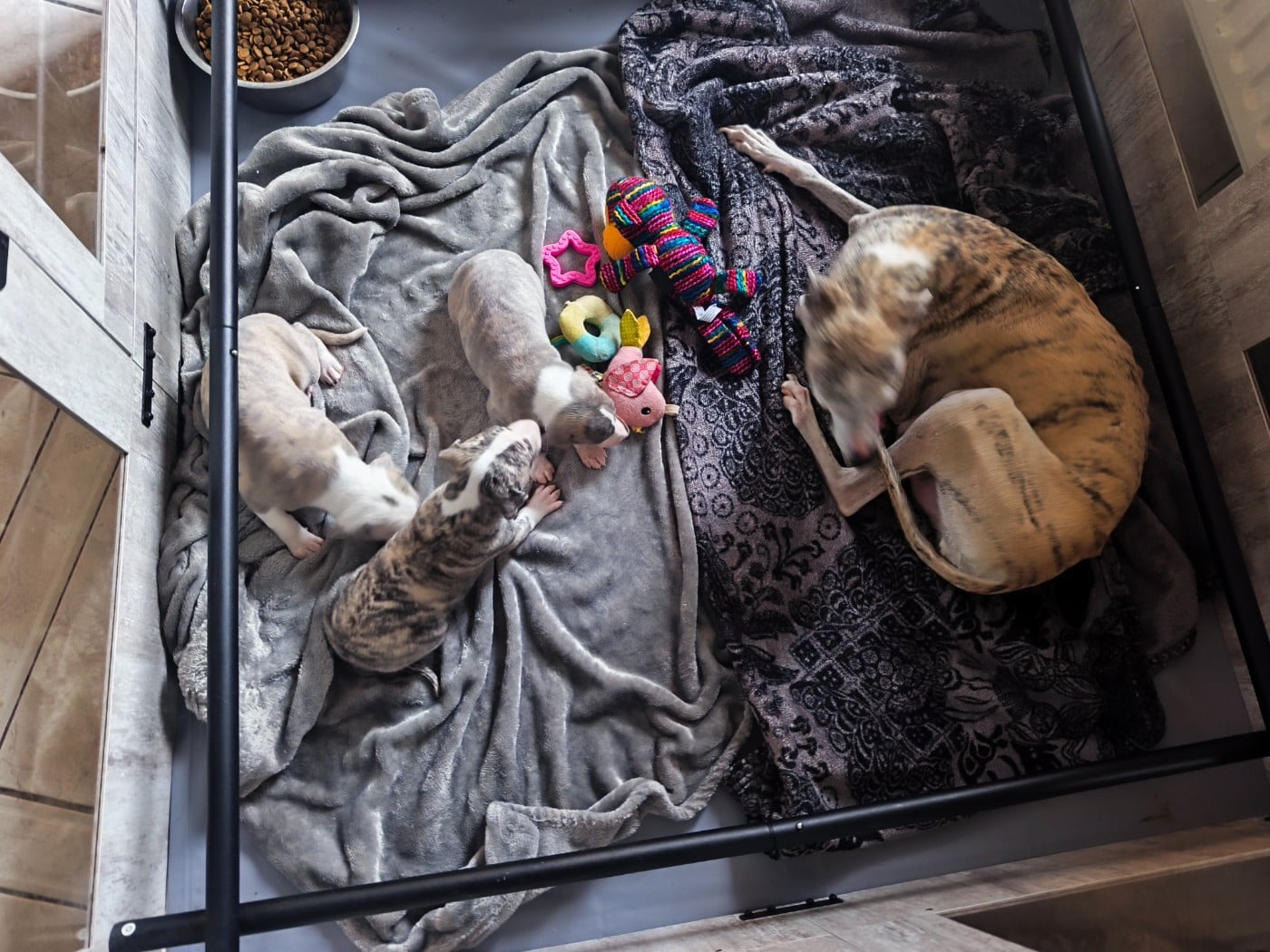 Whippet - of Continuity of Cyyl