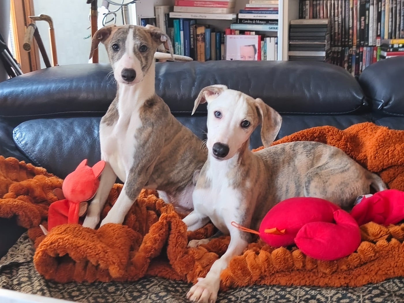 Whippet - of Continuity of Cyyl