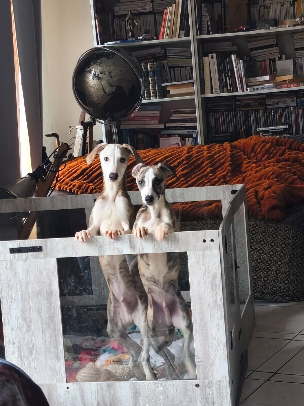 Whippet - of Continuity of Cyyl