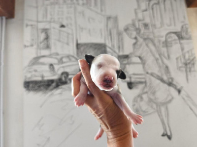 Les chiots de Whippet