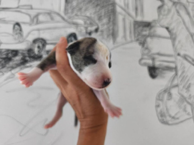 Les chiots de Whippet