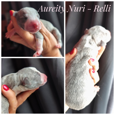 Les chiots de Whippet