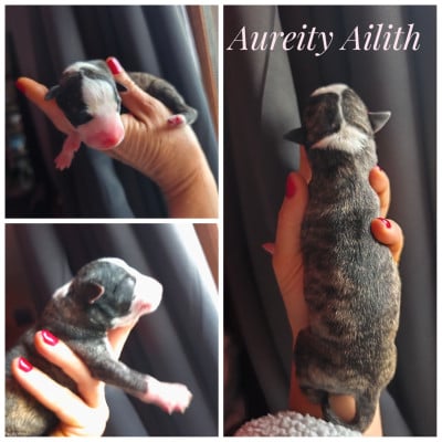 Les chiots de Whippet