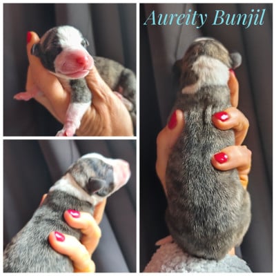 Les chiots de Whippet