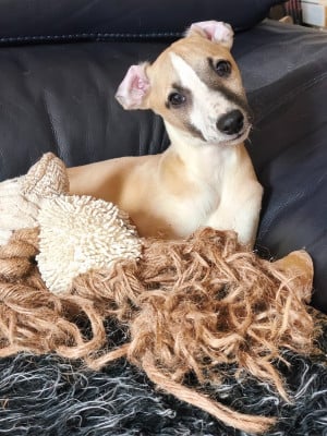 Les chiots de Whippet