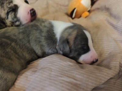 Les chiots de Whippet