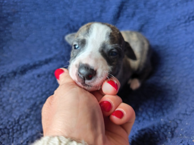 Les chiots de Whippet