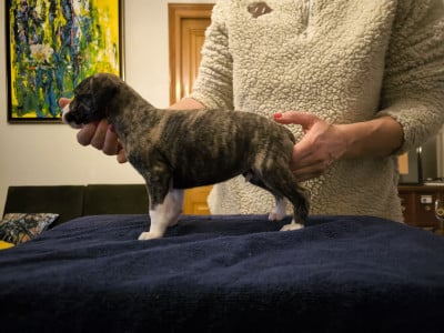 Les chiots de Whippet