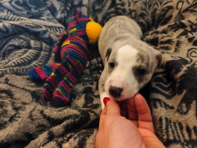 Les chiots de Whippet