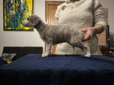 Les chiots de Whippet