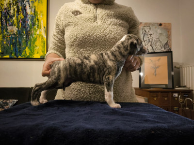 Les chiots de Whippet