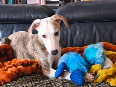 Les chiots de Whippet