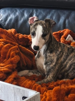 Les chiots de Whippet