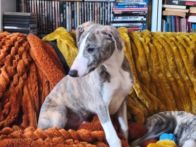 Les chiots de Whippet