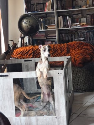 Les chiots de Whippet