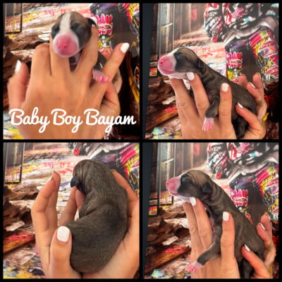 Les chiots de Whippet