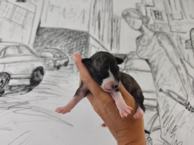 Les chiots de Whippet