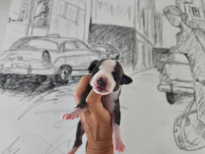 Les chiots de Whippet