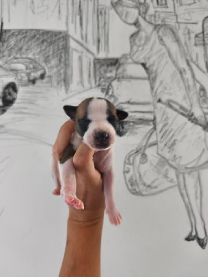 Les chiots de Whippet