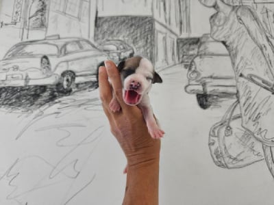 Les chiots de Whippet