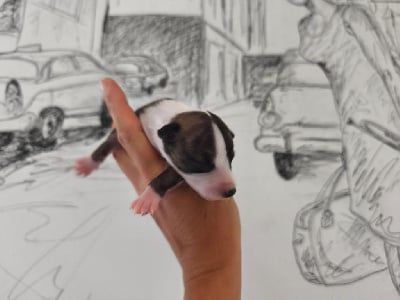 Les chiots de Whippet