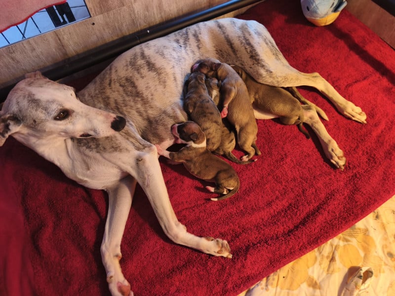 Whippet - of Continuity of Cyyl